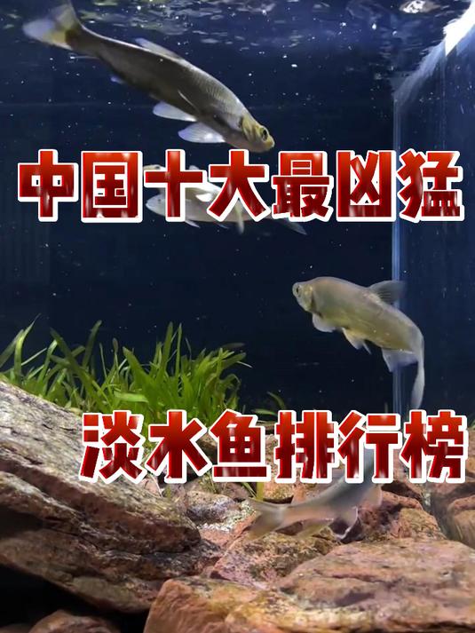中国十大最凶猛的淡水鱼排行榜