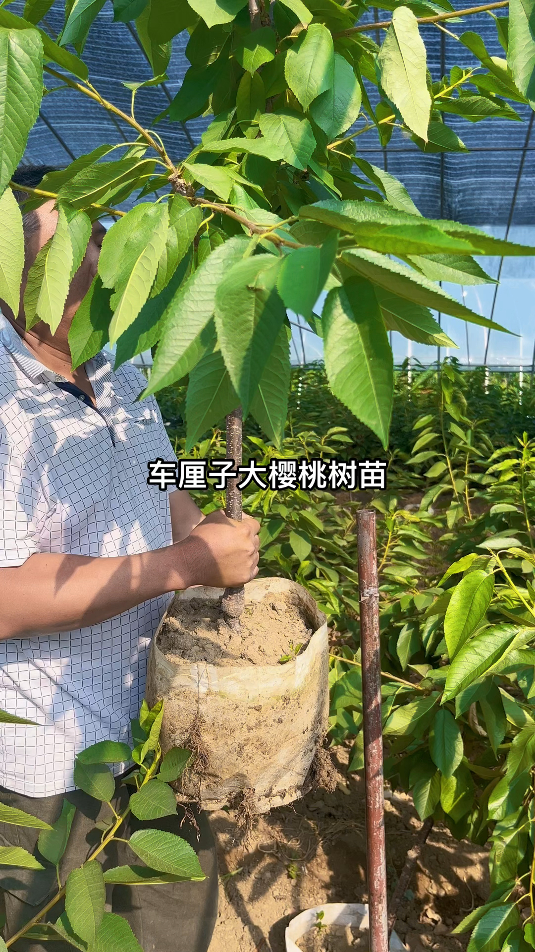 矮化车厘子大樱桃树苗,美植袋育苗,随时可以移栽,粗度2-3公分