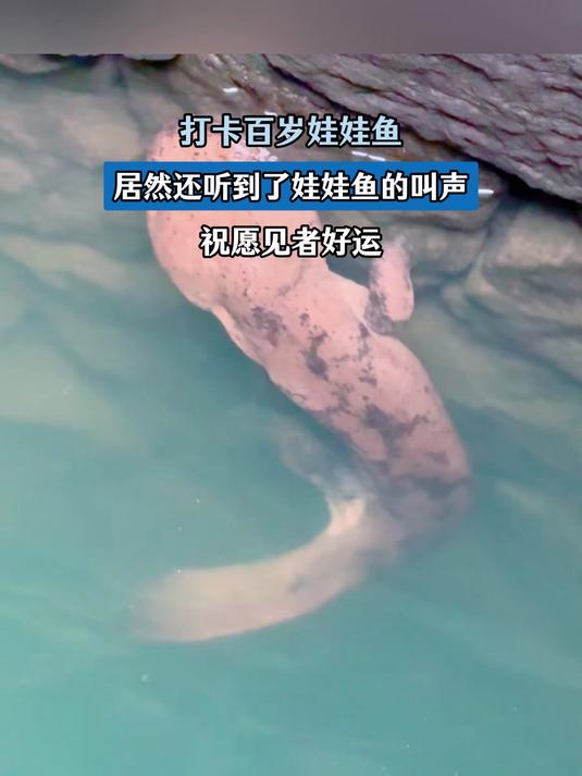 打卡百岁娃娃鱼，居然还听到了娃娃鱼的叫声，祝愿见者好运