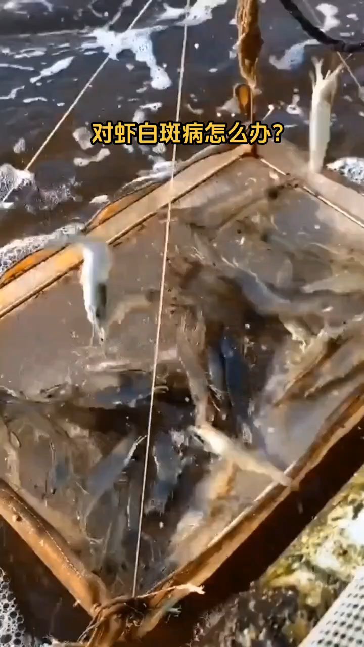 #南美白对虾 #养虾人 #小棚养虾 对虾白斑病怎么办?