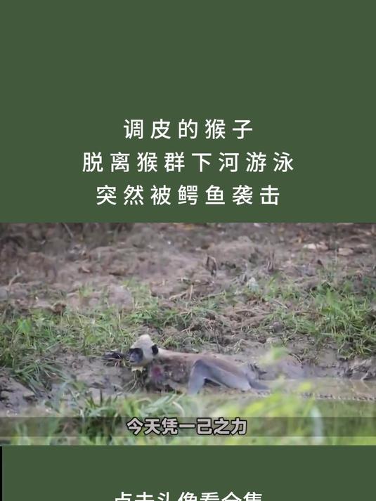 猴子下河游泳,突然被鳄鱼袭击,咬住了胳膊 动物解说