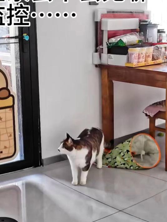 女生出门上班想看看家里小猫在干嘛,结果看到不可思议的一幕