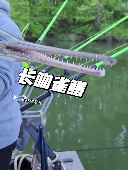 “鳄鱼嘴”的淡水鱼，长吻雀鳝的恐怖真面目！