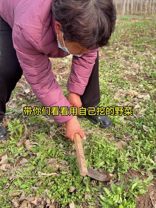 带你们看看用自己挖的野菜做的米米蒿蒸菜和荠荠菜鸡蛋饺子有多香野菜正当季今年春天的第一口鲜美