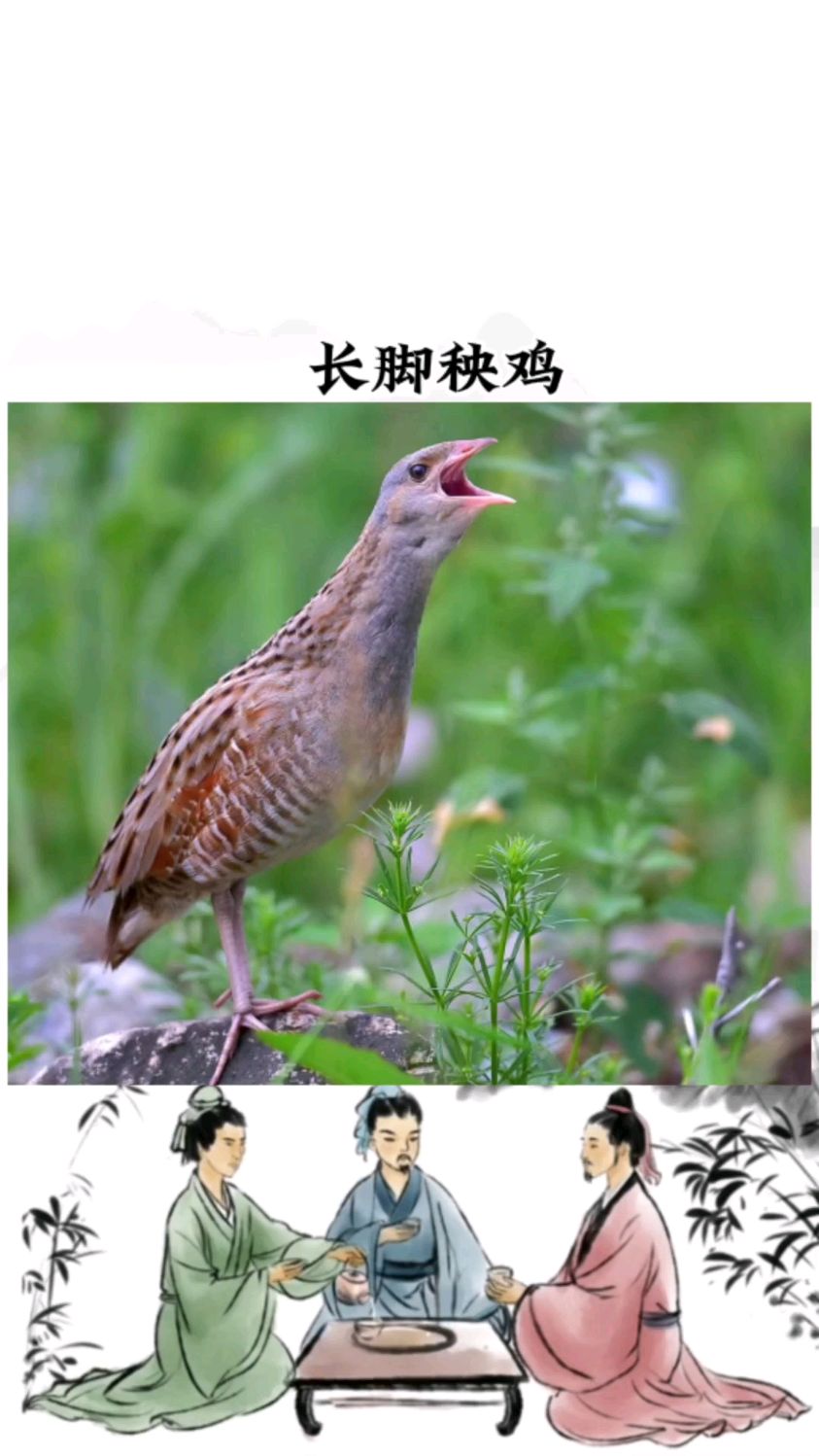 长脚秧鸡叫声独特,听起来像触电了