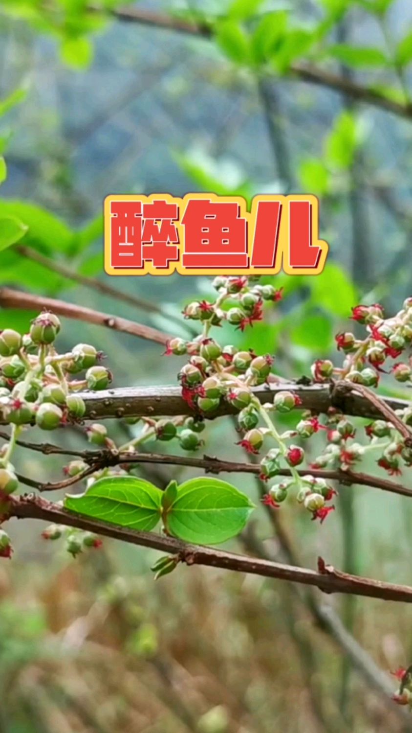 醉鱼儿,农村老百姓用它醉鱼,你用过吗?