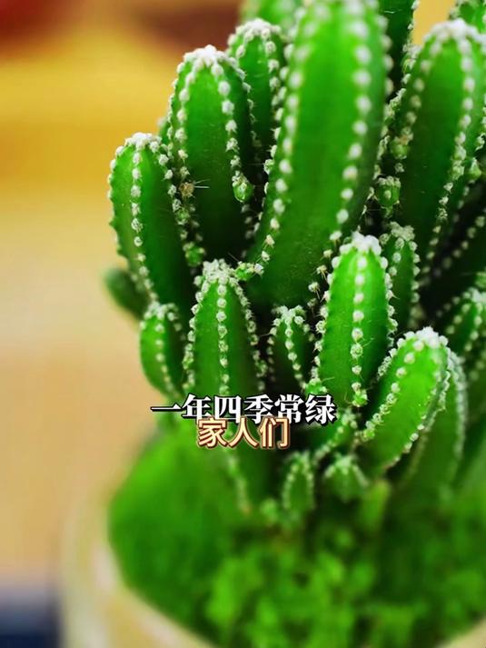办公室氛围太单调?放盆万重山仙人掌,吸辐射又添绿意