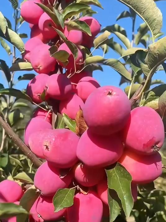 鸡心果树苗,它耐寒耐旱易种植好管理,盆栽地栽南北方都可以种植