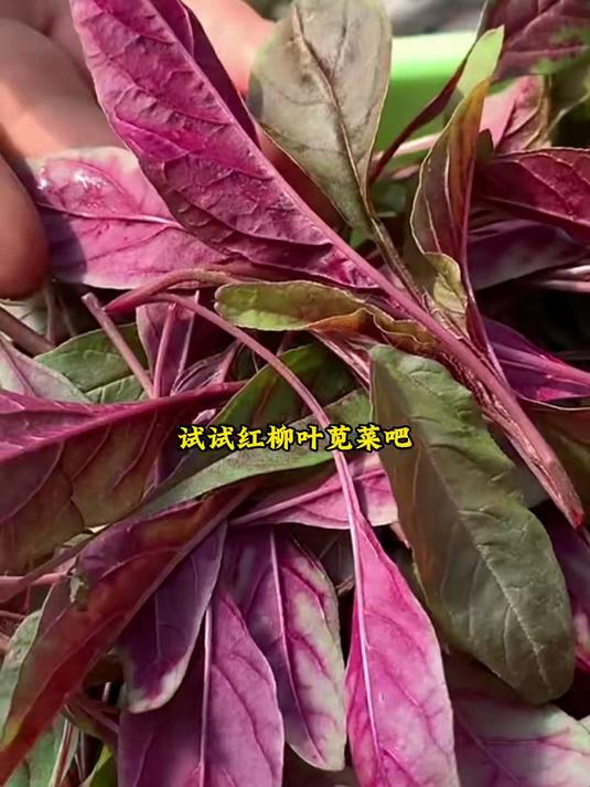 又到了种植红柳叶苋菜的好时候了,阳台小院均可种植