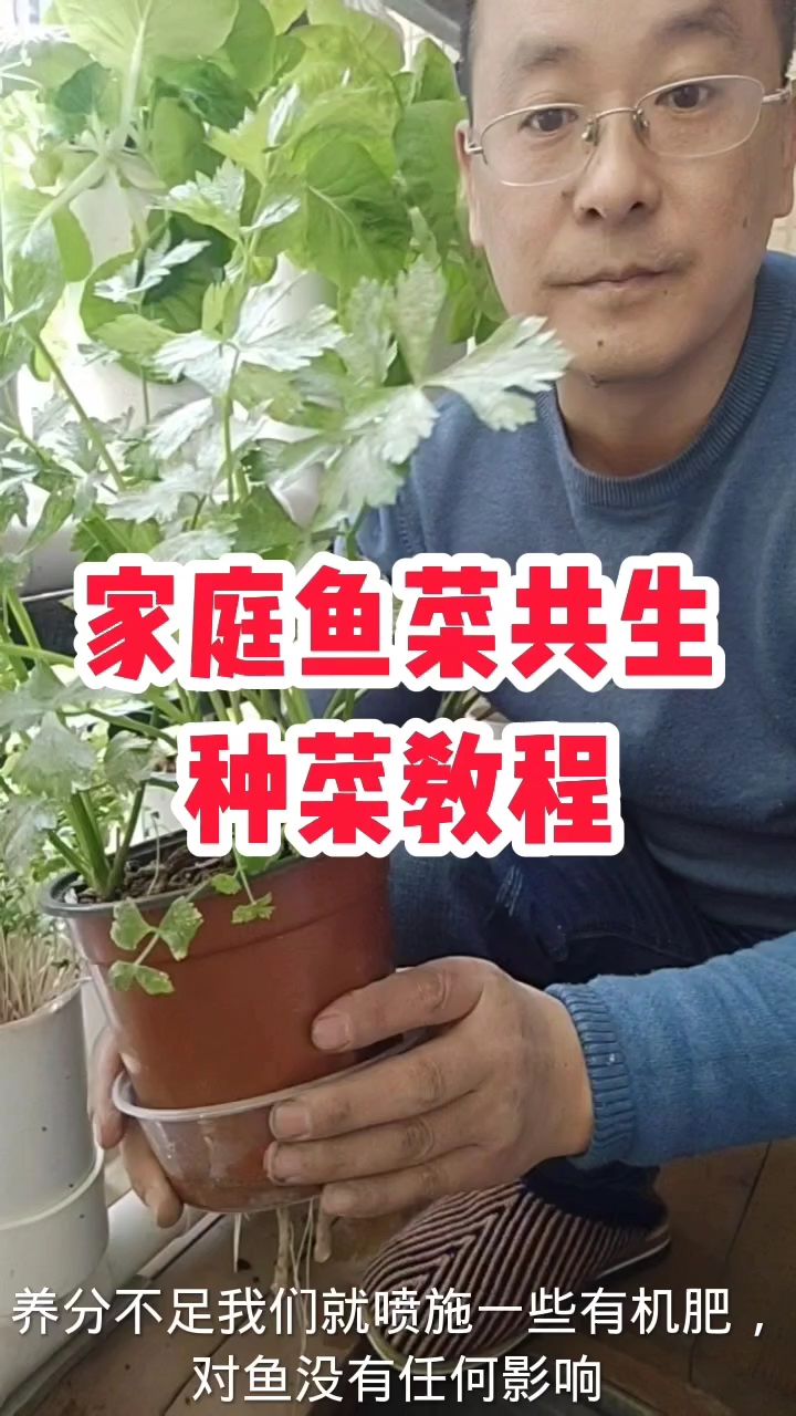 家庭鱼菜共生系统种菜教程