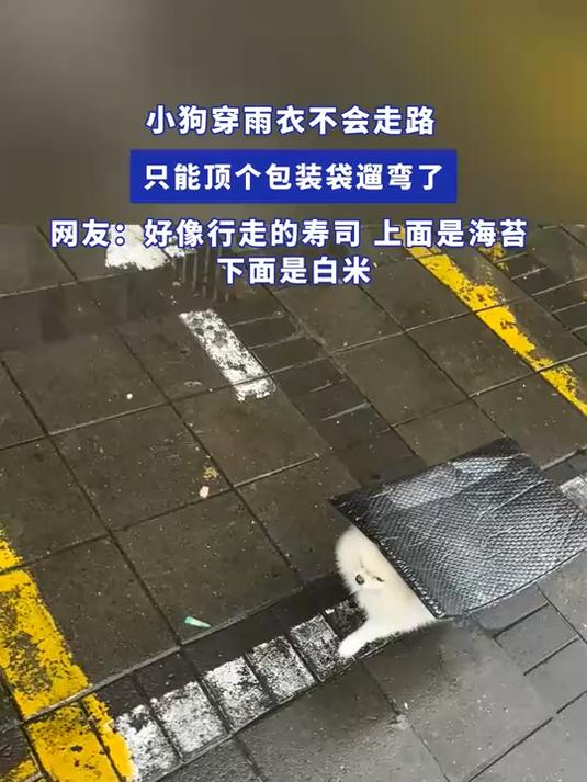 小狗穿雨衣不会走路,只能顶个包装袋遛弯了,网友:像行走的寿司