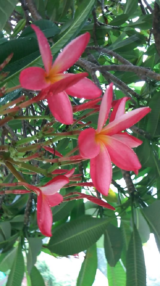 鸡蛋花在雨中静静地开放!