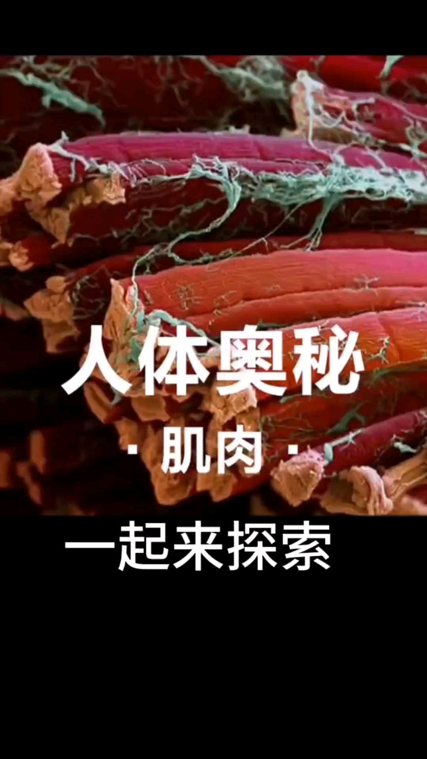 一起探索人体奥秘,肌肉是如何组成的?