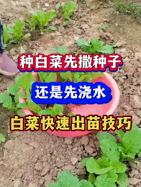 种白菜先撒种子还是先浇水白菜快速出苗技巧