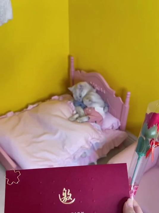 快来和包仔、辣条一起为小豆花挑选参加派对的衣服吧