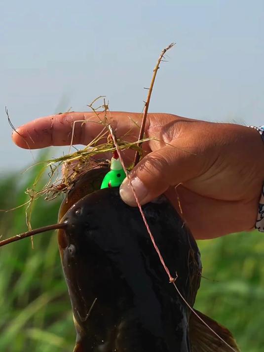 路亚雷强黑鱼打黑 来吧，跟着飞哥看全国的黑鱼哪里的最暴躁