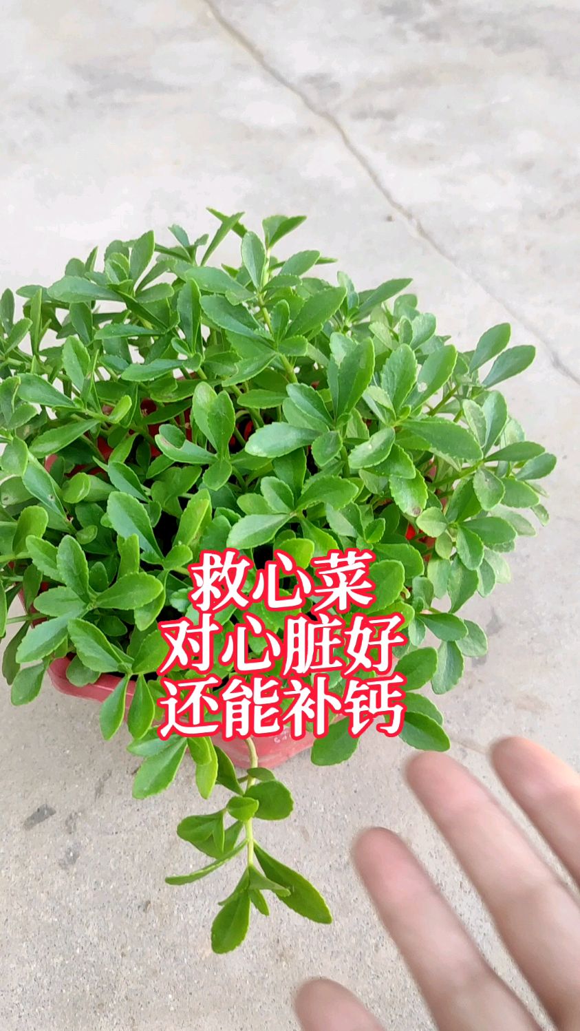 救心菜,对心脏好,而且钙含量高,常吃能补钙,凉拌,热炒,做汤做馅,涮火锅,吃法多