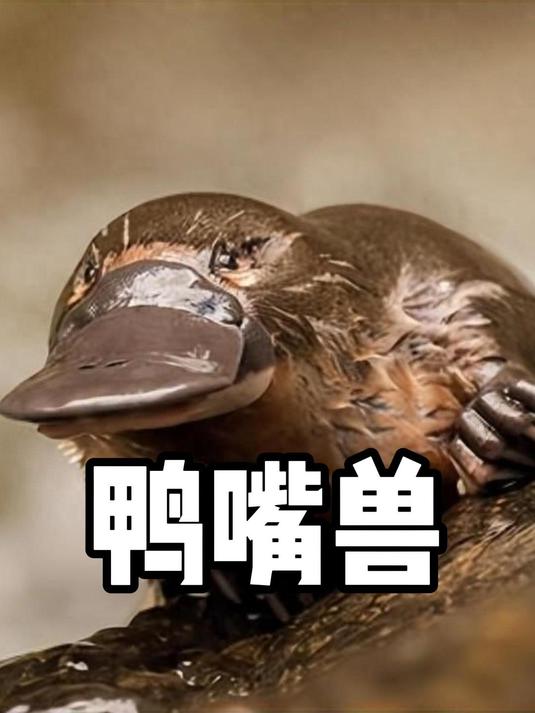 四不像鸭嘴兽是进化中的漏洞,既可以生蛋又可以产奶!