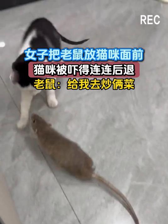女子把老鼠放猫咪面前,猫咪被吓得连连后退,老鼠:给我去炒俩菜