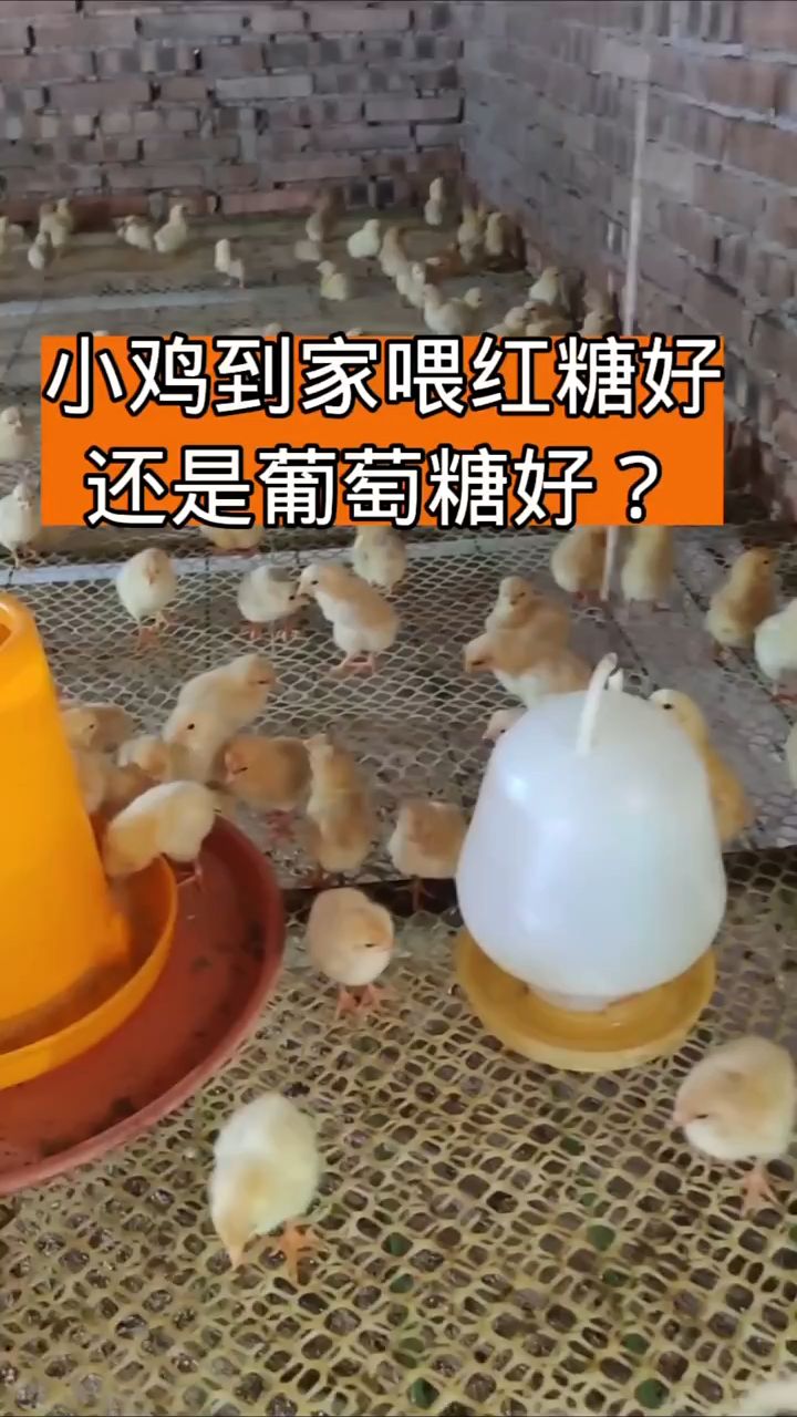 小鸡到家喂红糖好还是葡萄糖好?