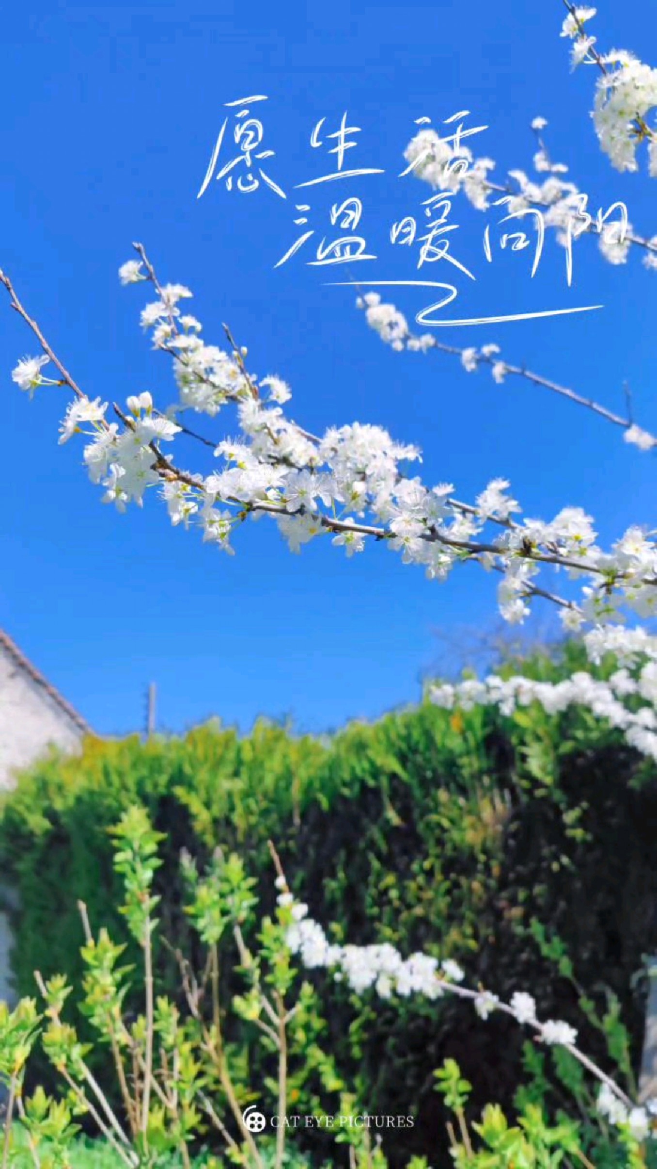 春日,小可爱在自家院子里采摘野菜、野花。紫花野芝麻,玻璃苣。烙饼吃。