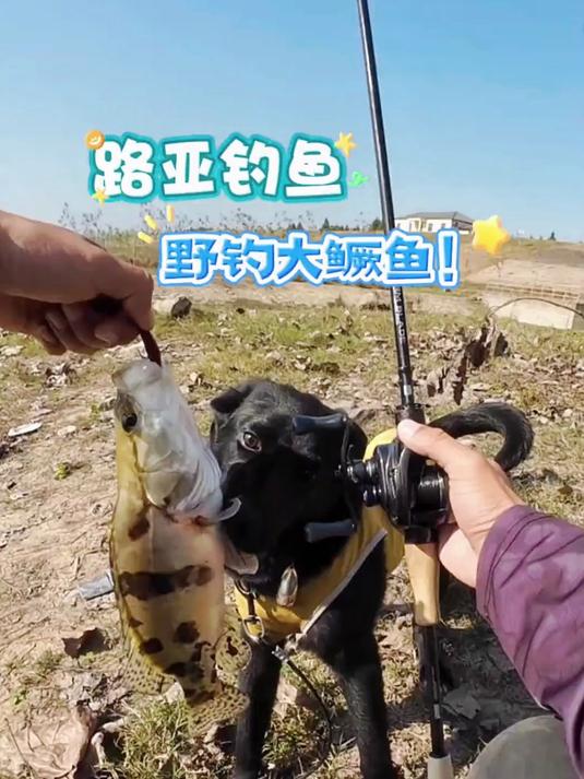 路亚钓鱼，野钓大鳜鱼！还能遇见奇迹吗