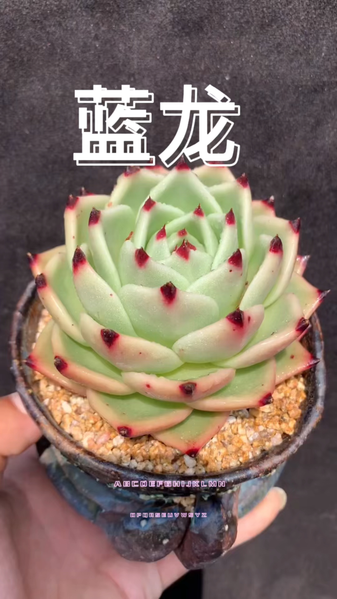多肉植物分享蓝龙