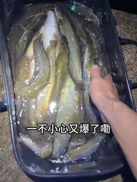 有人说这种鲶鱼不好吃,这种土鲶鱼怎么可能不好吃?