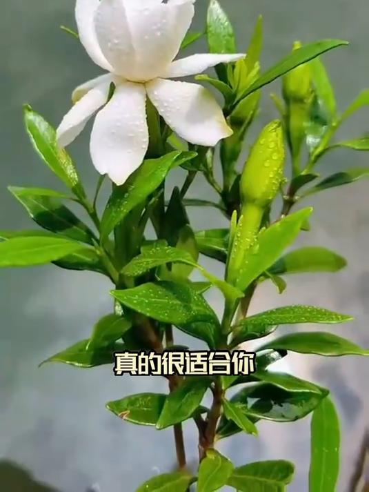 花语寓意美好,象征喜悦坚强,栀子花值得入手的花卉!