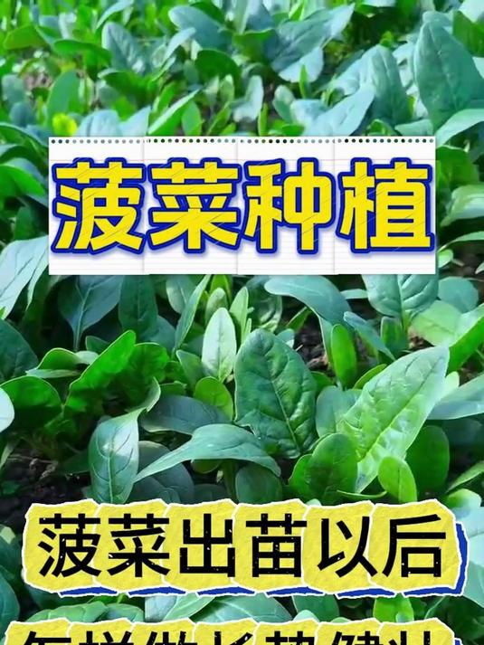 1126菠菜出苗以后怎么做长势健壮