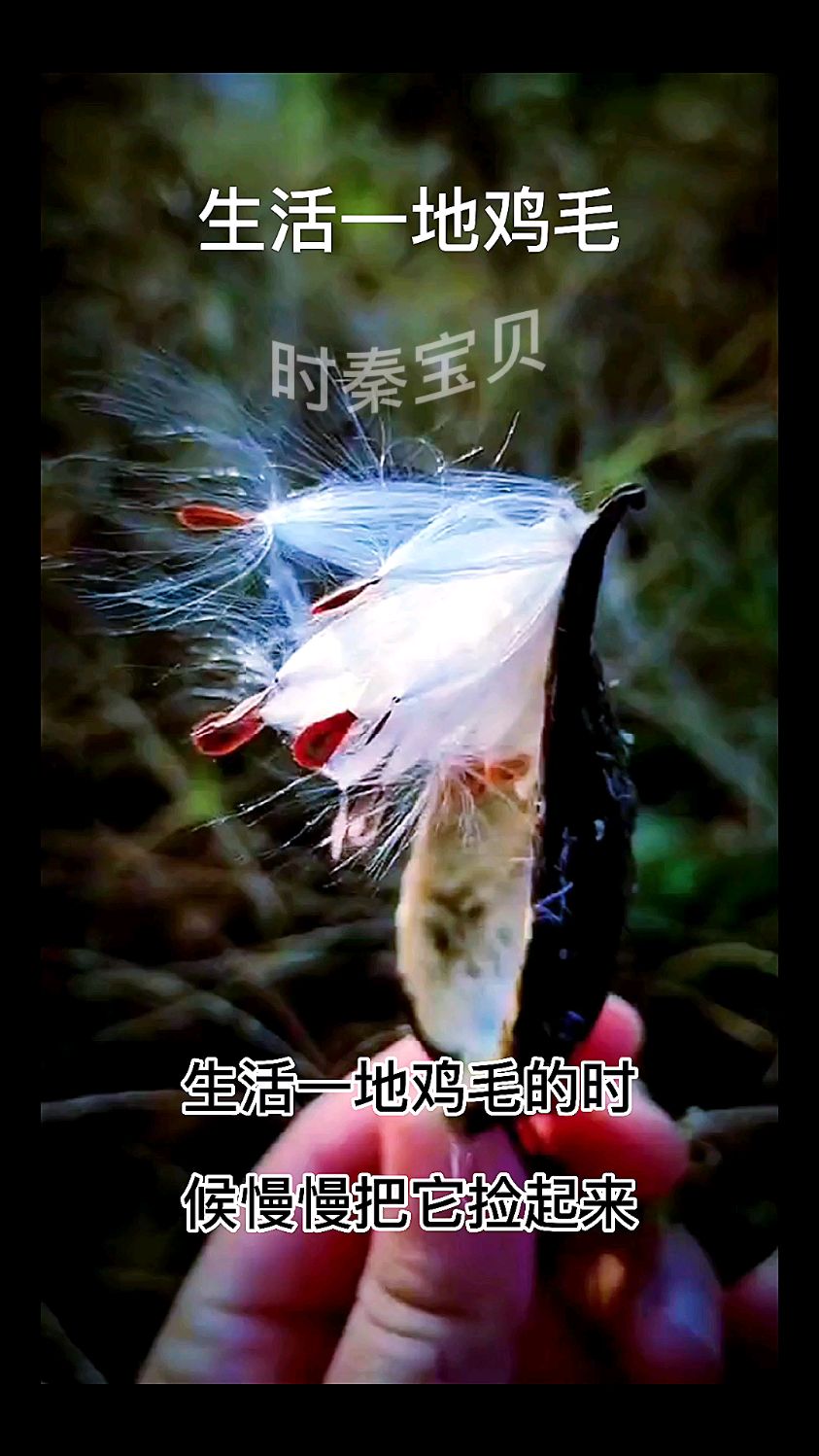 生活一地鸡毛的时候,慢慢把它捡起来,做成鸡毛掸子,然后鞭策生活