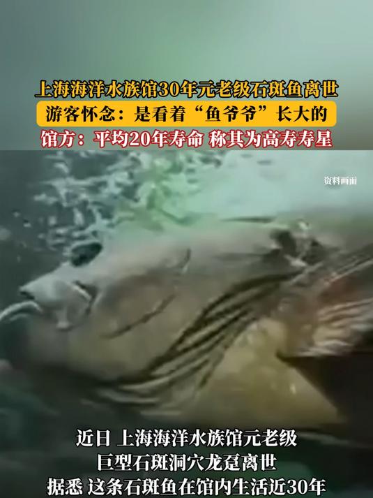 上海海洋水族馆30年元老级石斑鱼离世!