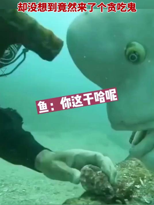 海里喂鱼,来了个寿星佬
