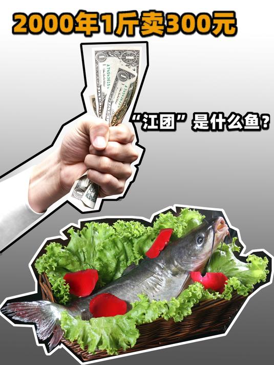 江团越来越少,价格却越来越低?研究养殖的专家终于做了件好事?