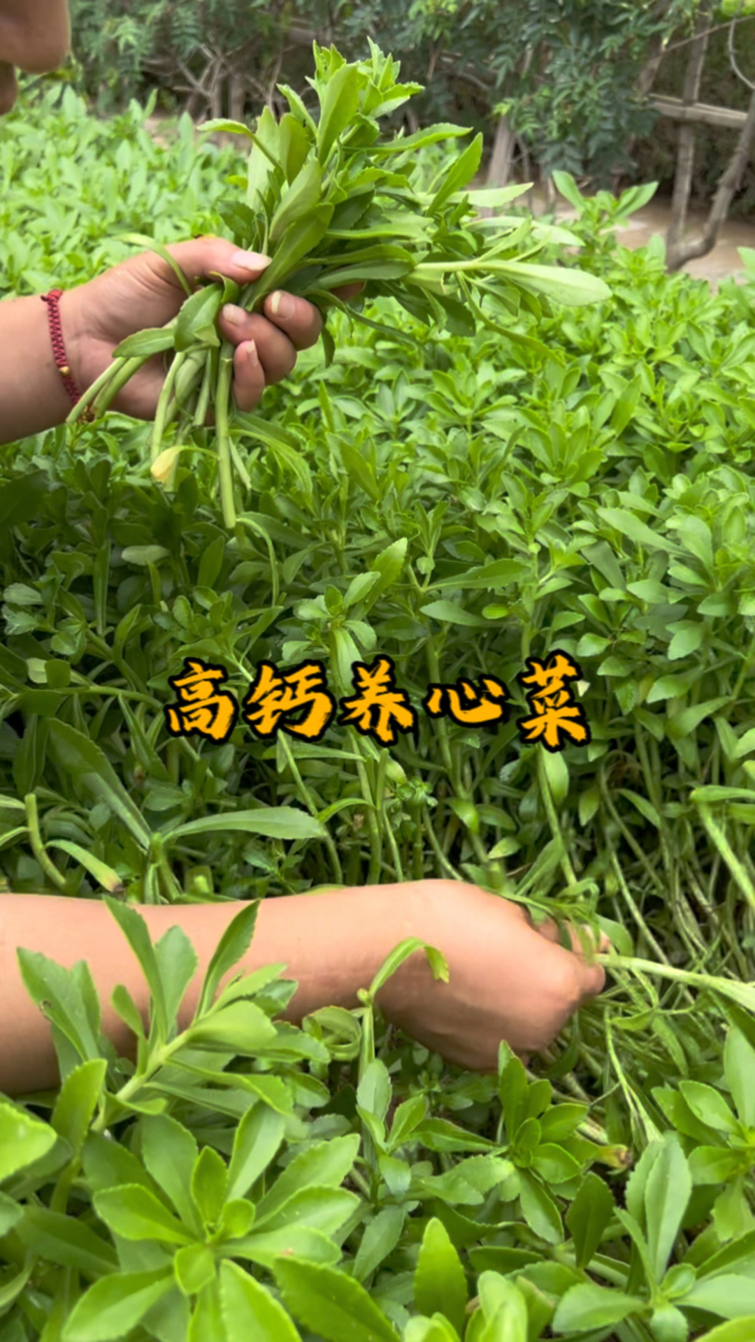 比钙片强十倍的野菜，它就是养心菜，又叫高钙菜