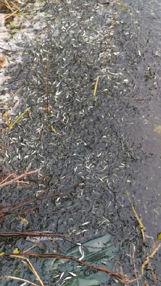 大家好,我这是湖北鱼苗繁殖基地。全国最大淡水鱼苗孵化基地 每年供应四大家鱼水花夏花