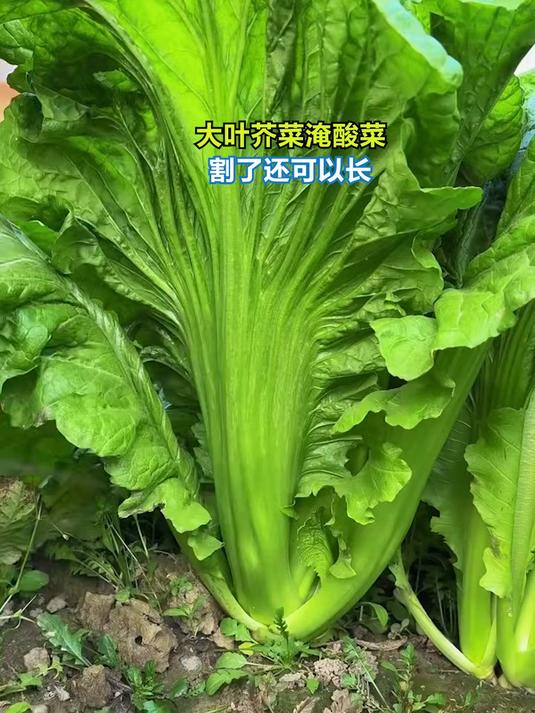 大叶芥菜淹酸菜 割了还可以长