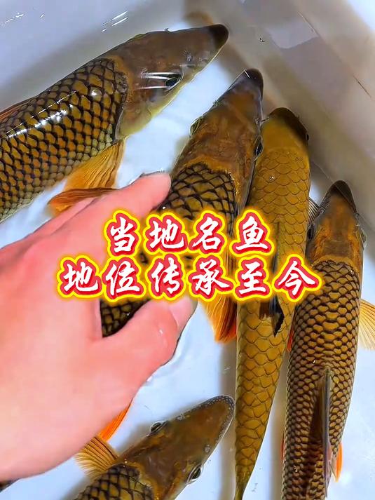 你们见过这种淡水鱼吗？#淡水鱼#