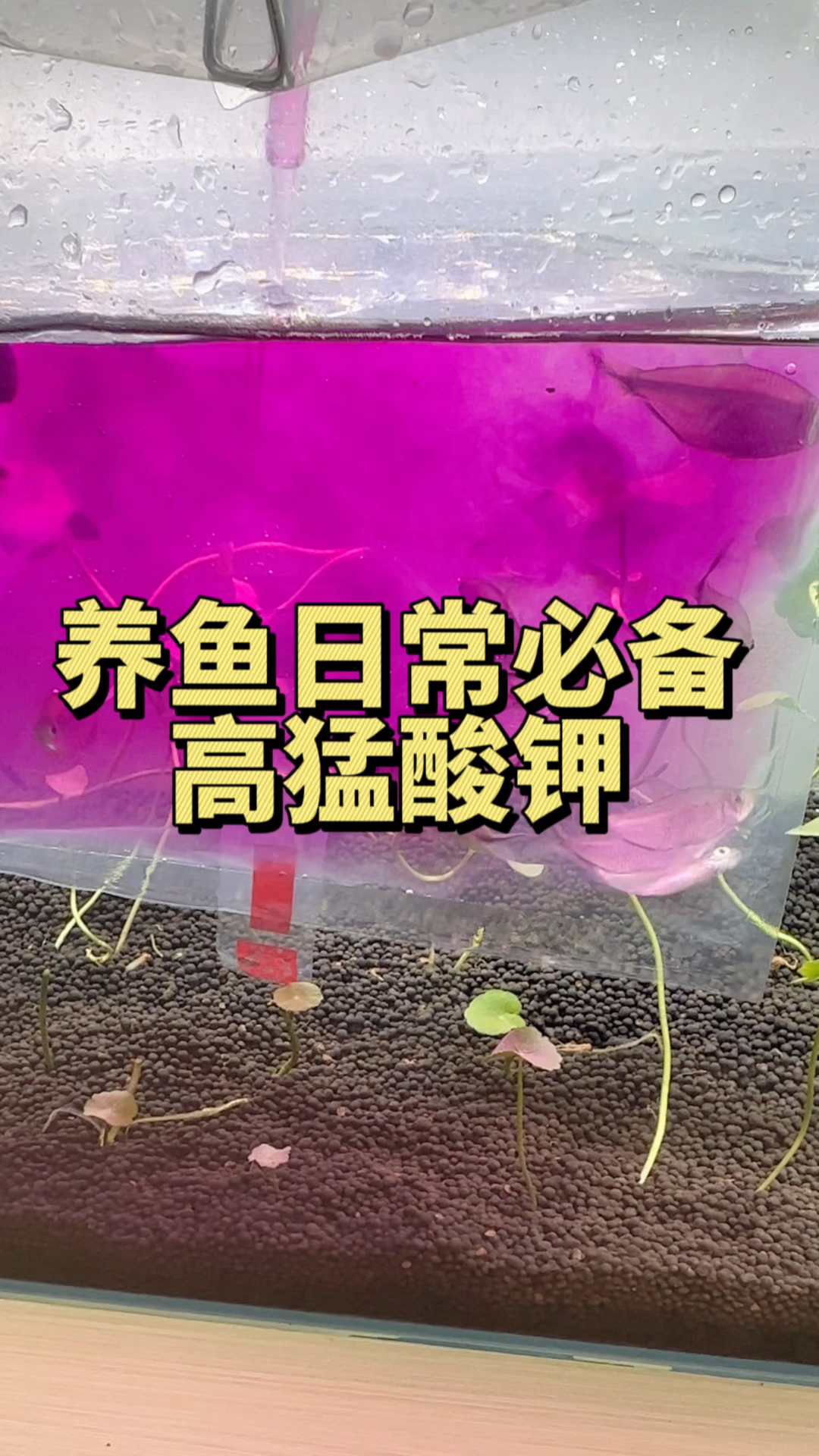 新鱼到家一定要用高锰酸钾泡一泡检疫再捞进鱼缸,可以给鱼起到抑菌消毒的作用。#水族