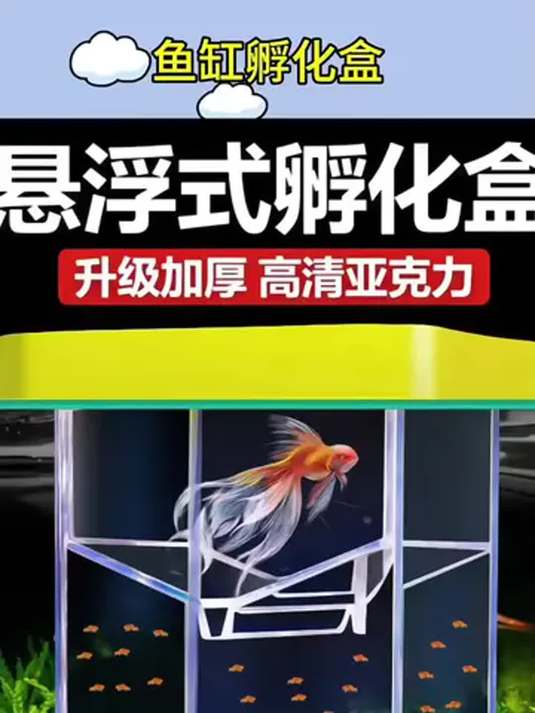 孔雀鱼繁殖必备!悬浮式隔离盒,小鱼孵化无忧