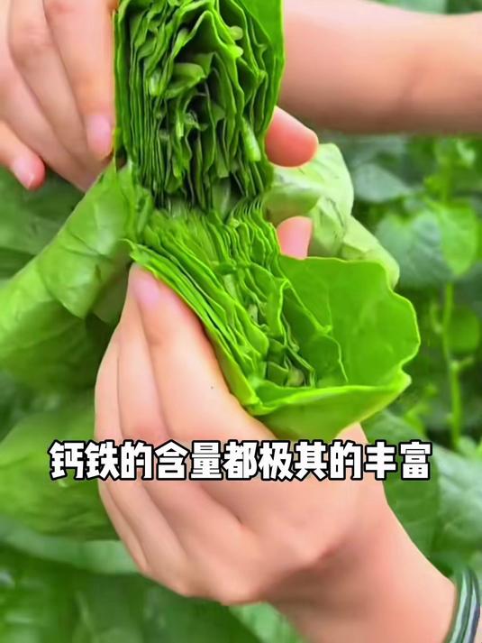 不招虫的懒人菜,大叶木耳菜种四季可播,鲜嫩滑口全家爱
