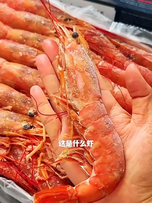 这是什么虾 这些品种的虾你们见过吗