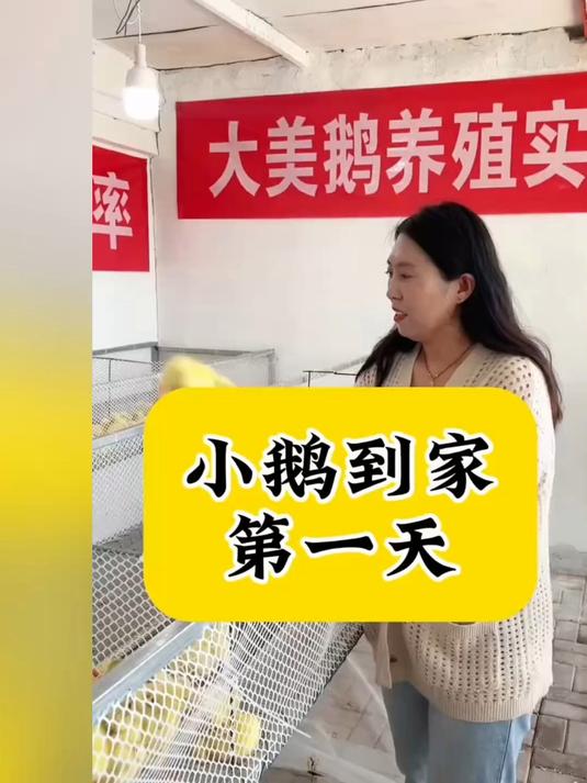 小鹅到家第一天该怎么做？