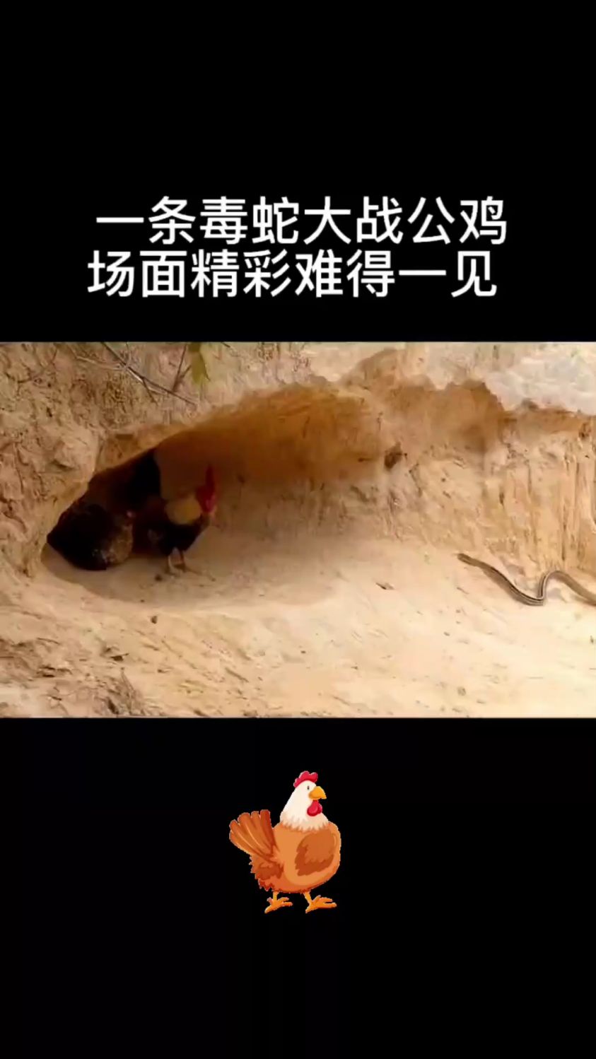一条毒蛇想吃小鸡,公鸡这算不算直抛妻弃子。