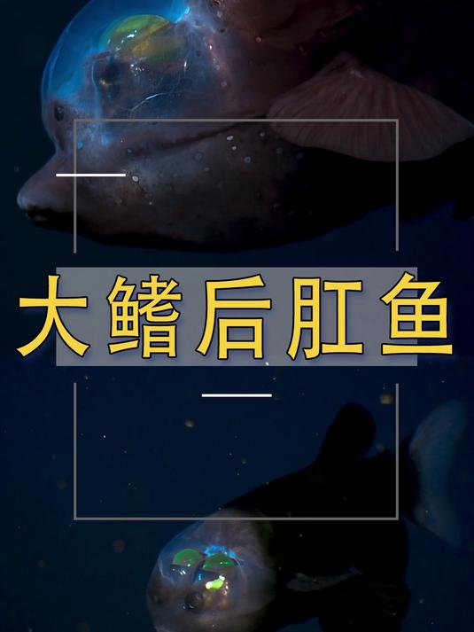 后肛鱼称太平洋桶眼鱼、管眼鱼,为辐鳍鱼纲后肛鱼科下的一属
