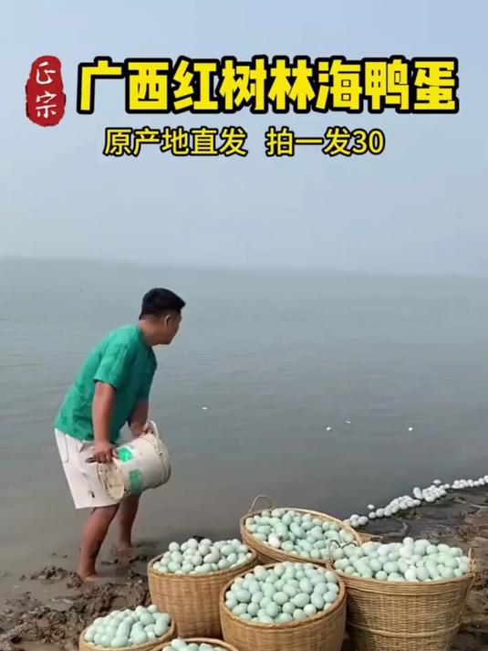 自从吃了这红树林海鸭蛋,隔三差五老婆就买一箱,快来试试吧