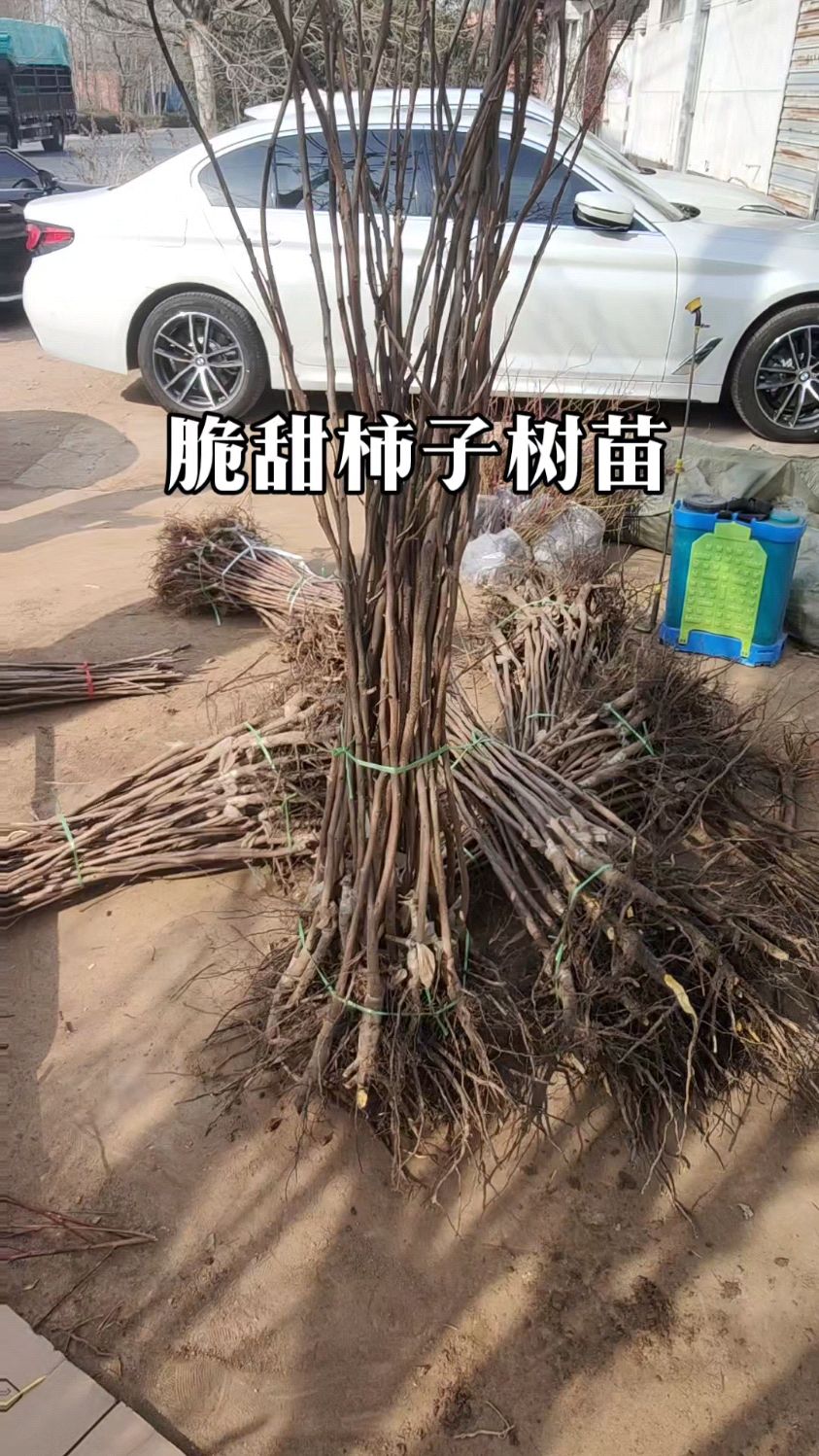 阳丰柿子苗基地育苗批发,大秋脆甜柿子树苗哪里有卖