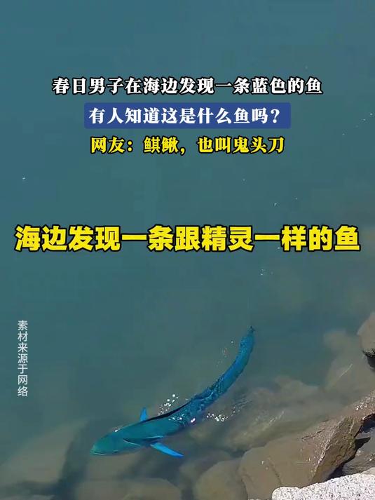#花满春城我代言#春日男子在海边发现一条蓝色的鱼,有人知道这是什么鱼吗,网友:鲯鳅,也叫鬼
