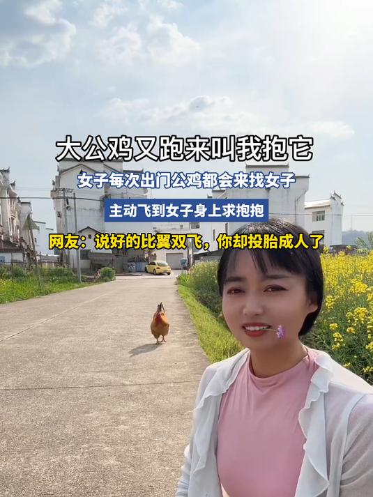 女子每次出门公鸡都会来找女子,主动飞到女子身上求抱抱