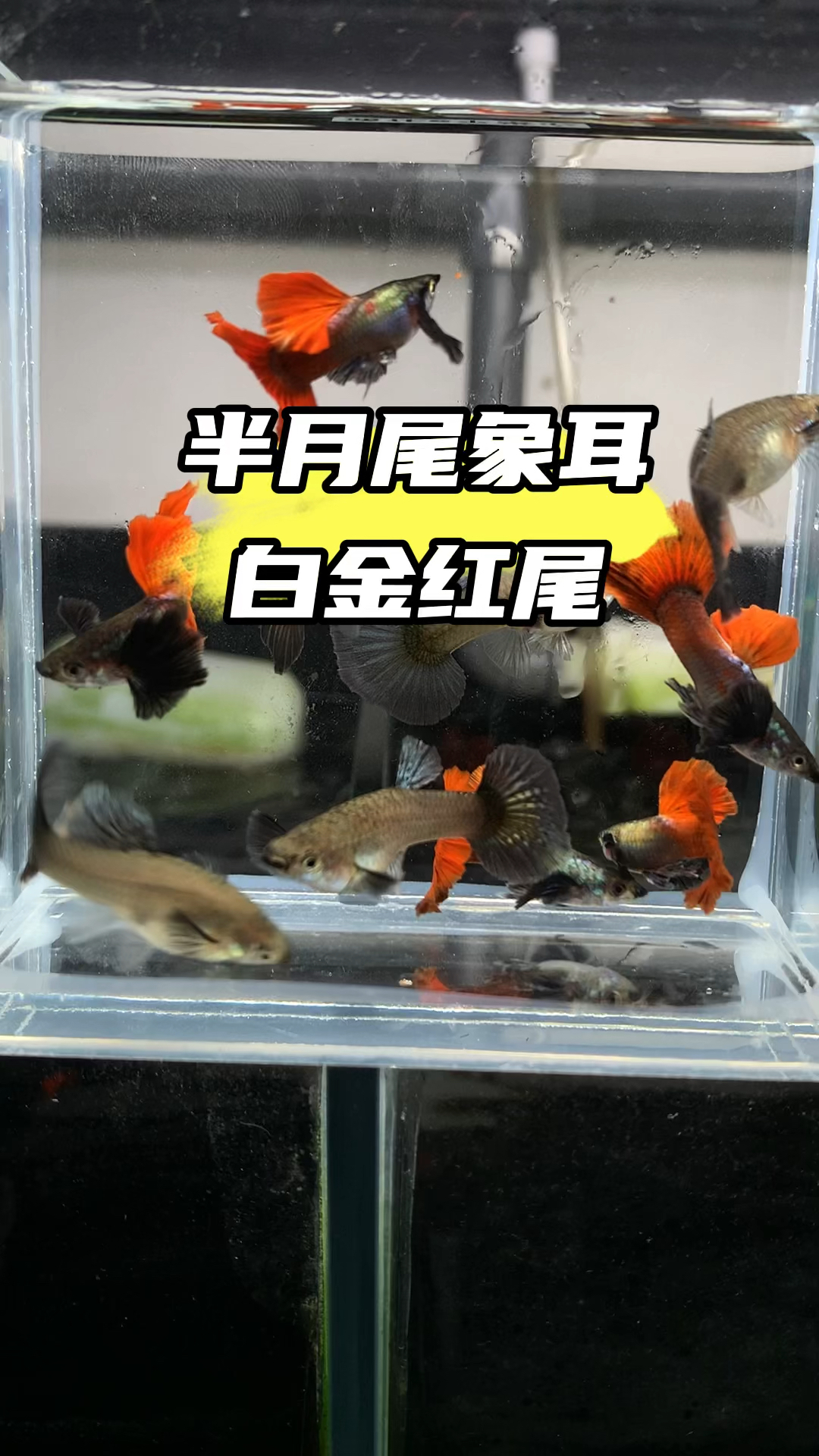 半月尾象耳白金红尾 #孔雀鱼 #养鱼人 #观赏鱼 #水族 #养鱼日记